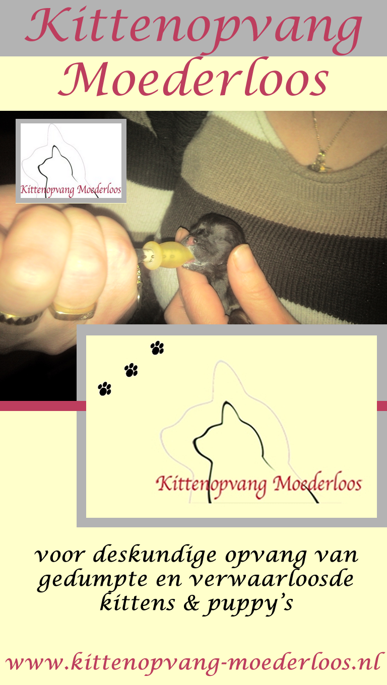 Kittenopvang_moederloos_3